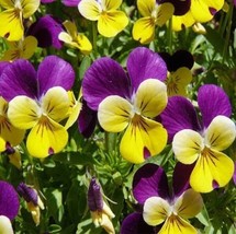 GUNEL Johnny Jump Up Viola Flower Seeds  150 Fresh Seeds - £0.77 GBP