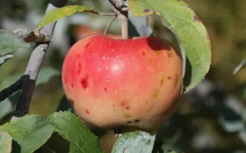 RD 25+ Pink Pearl Apple Seeds for Garden Planting  - $5.15