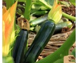 15 Black Beauty Zucchini Summer Squash Seeds Non Gmo #Zucchiniseeds Fast... - $8.99