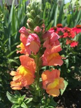 500 Seeds Snapdragon Tall Orange Rocket Bronze Annual GiftFrom US - $8.35