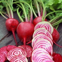 200 Chioggia Beet Seeds - $9.58