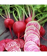 200 Chioggia Beet Seeds - $9.58
