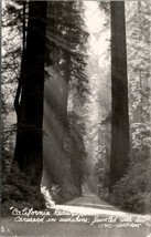 California Redwood Caressed in Sunshine Jeweled with Dew RPPC Postcard Z27 - £6.99 GBP