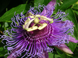 VP Passiflora Incarnata Maracuja Passion Fruit Vine Maypop Fragrant Seed... - $12.01