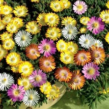 50 Ice Plant Flower Seeds Mix Perennial From US  - $8.35