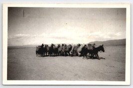 RPPC Mule Leading A Pack of Alpacas Llamas Real Photo Postcard B43 - $19.95