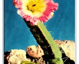 Devils Finger Cactus and Blossom UNP Chrome Postcard T21 - $2.92