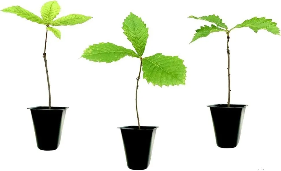 Swamp Chestnut Oak Tree Live Seedling Quercus Michauxii Perfect for - £27.91 GBP