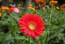 5 Pc Seeds Hardy Gerbera Daisy Flower, Gerbera jamesonii Seeds for Planting | RK - £15.06 GBP