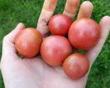 50 Seeds Napa Rose Blush Tomato Vegetable Garden - £7.62 GBP