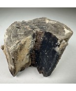 Eden Valley Petrified Wood Blue Forest Wyoming Limb Cast Druzy Crystal - $39.59