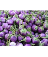 100 Eggplant Thai Round Mauve Purple White Cà Pháo Trắng Tím Heirloom Seeds - $11.75