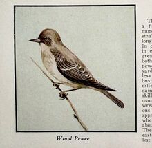 Wood Pewee Bird Print 1931 Blue Book Birds Of America Animals Art PCBG21C - $28.01 CAD