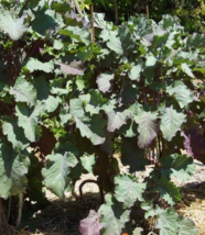 One Cutting of Perennial Purple Leaf Tree Collard / Kale  (Fast Shipping) - $19.79