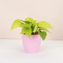 1 Pcs Neon Pothos - Blush pink Classic Pot - 4&quot; Diameter Plant - Live Houseplant - £40.20 GBP