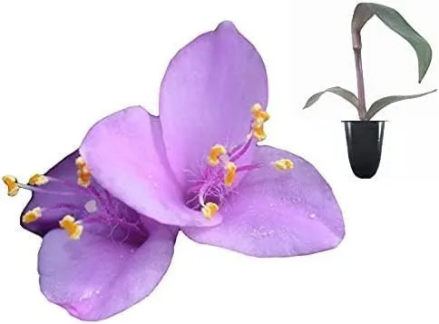 Purple Heart Live Plants Setcreasea Pallida Tradescantia Blooming - £32.05 GBP