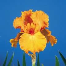 Iris Germanica Savannah Sunset Bearded Iris 3 Pack #1 Grade Rhizome Plant Garden - $68.90