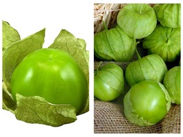  2.5&quot; Pot Tomatillo Plant - Husk Tomato - £26.30 GBP