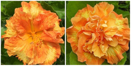 **FLAMEBALL**SMALL Rooted Exotic Tropical Hibiscus Starter Plant*Ships Bare Root - $59.99