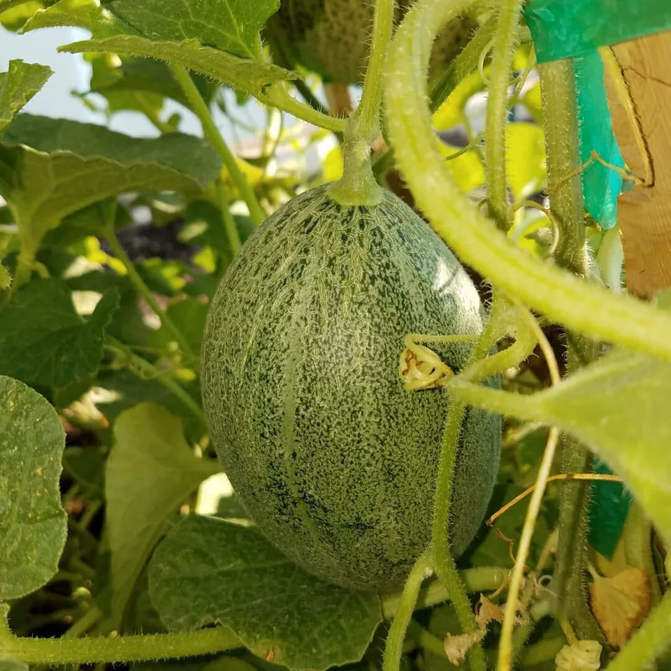 KS Crenshaw Melon Cantaloupe Fruit Heirloom Suppliers Planting 50 Seeds  - £7.10 GBP