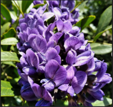 TEXAS Mountain LAUREL   Tree Purple Flower 10 Seeds - £7.87 GBP