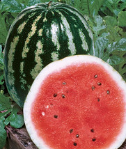 Crimson Sweet Watermelon Heirloom Watermelon Seeds 25 Seeds - £6.76 GBP