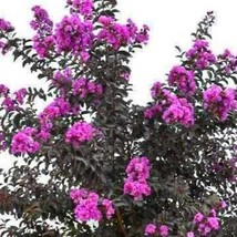 Lavender Skies Thunderstruck Crepe Crape Myrtle Starter Lagerstroemia Ro... - £33.97 GBP