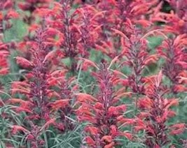 USA Seller 30 Red Agastache Heather Queen Hummingbrid Mint Hyssop Flower Herb Se - £11.19 GBP