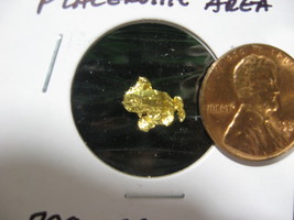CALIFORNIA GOLD NUGGET PLACERVILLE AREA .798 GRAM HIGH PURITY - $89.99