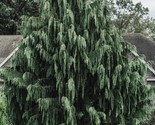 Port Orford Cedar Tree {Chamaecyparis lawsoniana} Evergreen  25+ seeds - $4.89