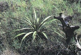 Yucca Rupicola Twisted Leaf Yucca Hardy Exotic Seeds Garden Fresh USA Shipping - $13.97