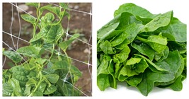 Green Malabar Spinach Specialty Green 200 Seeds Basella ruba - £14.84 GBP