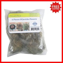 6 Jericho Flowers - Nature’s Resurrection Plant, Easy Care &amp; Spiritual G... - $38.60