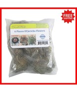 6 Jericho Flowers - Nature’s Resurrection Plant, Easy Care &amp; Spiritual G... - $38.60