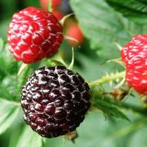25Pcs Black Raspberry Bush Seeds Rubus Occidentalis Fruit Seed - $20.54