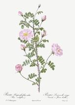Double Pink Scotch Briar - Red Pimple Rose - 1800&#39;s Pierre Joseph Redoute Magnet - £9.58 GBP