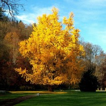 Ginkgo Biloba Seeds Species Of Maidenhair Tree 5 Seeds Very Seeds Garden Fast Sh - $24.34