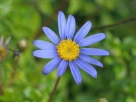 Blue Rice Button Aster Dumosus Flower *  50 Seeds - £4.70 GBP