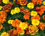 French Marigold Sparky Mix, Beautiful Colors, Garden Pest Deterrent, FRE... - $1.67+