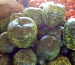 “ 10 PCS seeds Heirloom Large Apple Gourd Lagenaria Siceraria Seeds GIM “ - £8.10 GBP