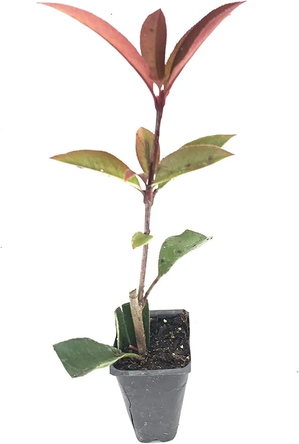 Photinia Red Tip 10 Live Plants Photinia x Fraseri Landscape - £53.08 GBP