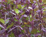 Red Leaf Holy Basil Seeds, NON-GMO, Tulsi, Monk&#39;s Basil, Ayurveda, FREE ... - $1.67+