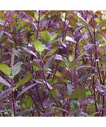 Red Leaf Holy Basil Seeds, NON-GMO, Tulsi, Monk&#39;s Basil, Ayurveda, FREE ... - £1.31 GBP+