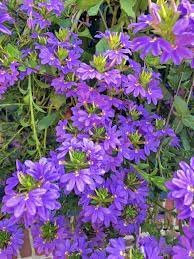 40 Seeds Scaevola Mix Flower Item image 3