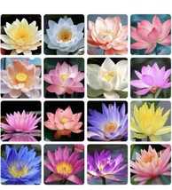 30+ Mixed Color Lotus Seeds for Planting Beautiful Water Plants for Ponds - $17.75