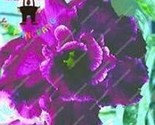 2Seeds Desert Rose Adenium Seeds Black Purple 4 Layer Flowers Garden Fre... - $6.80