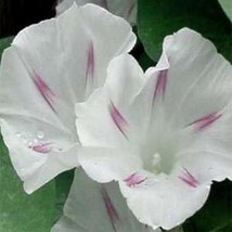 15 Seeds Morning Glory Shiva Swift Growth Heirloom Garden Seeds - £6.60 GBP