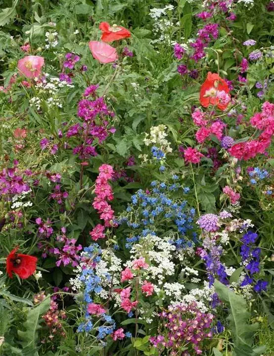 MBK 800 Seeds Part Shade Wildflower Mix - £6.96 GBP