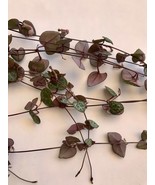 Ceropegia Woodii, String of Hearts Plant, Exotic Colors, 3 cuttings No r... - $189.44 MXN
