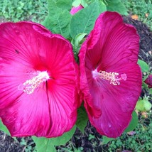 7 Red Hibiscus Flower Seeds Fresh Seeds Fast Shipping - $15.99